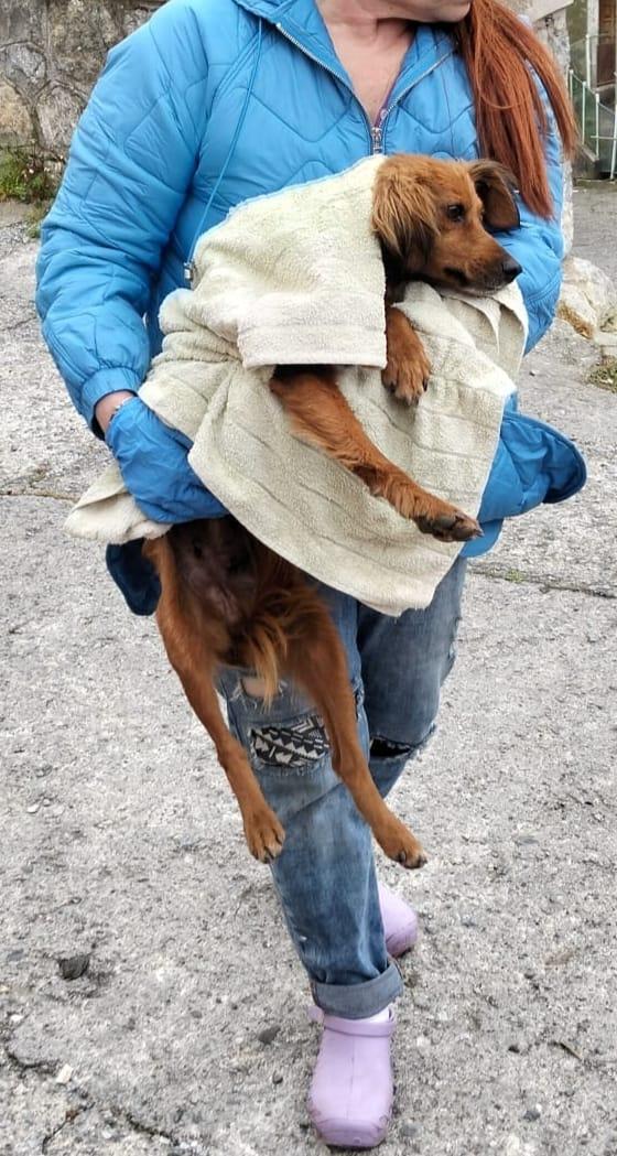 🐾💛Delia dolcissima cagnolina cerca casa 🏠💕 Foto 2